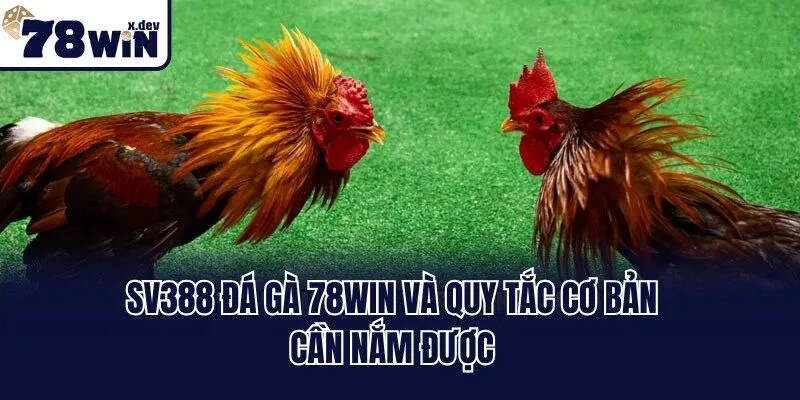 Sv388 Đá Gà 78win và quy tắc cơ bản cần nắm được